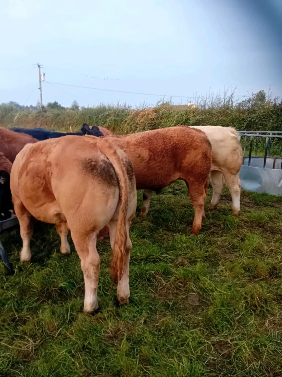 Store bullocks - Image 4