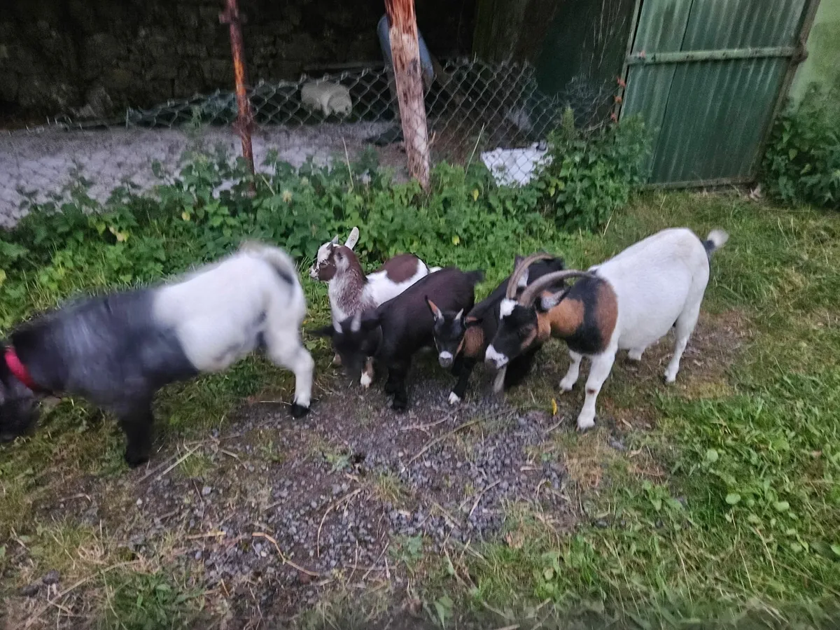 Miniature pony & pygmy goats - Image 3