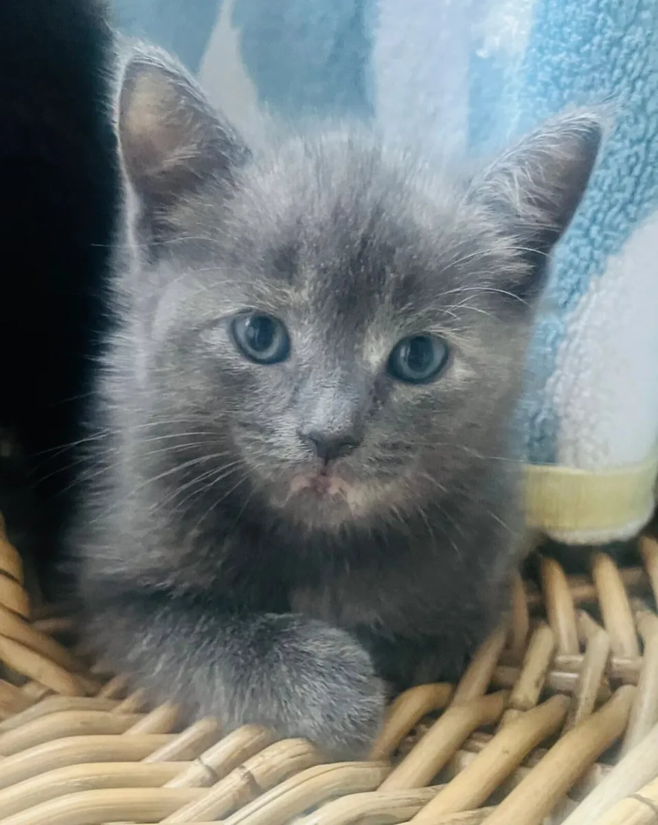 Kittens - Image 2