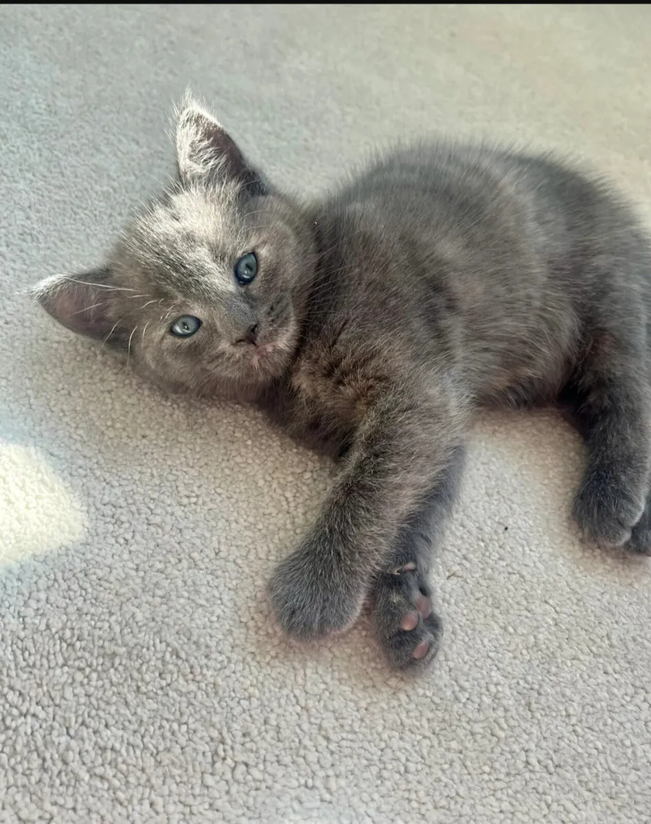 Kittens - Image 3