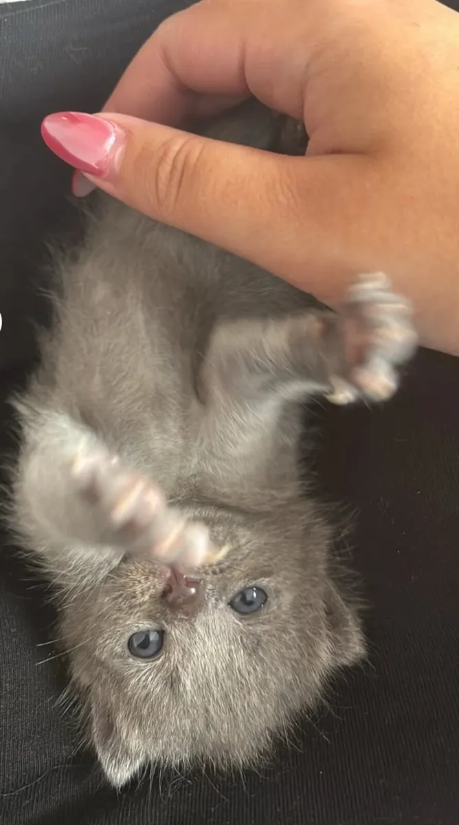 Kittens - Image 4