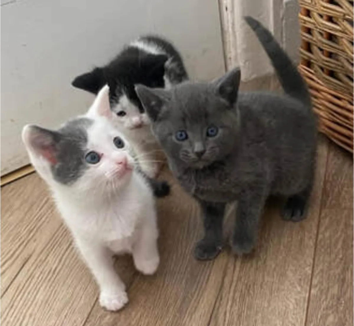 Kittens - Image 1