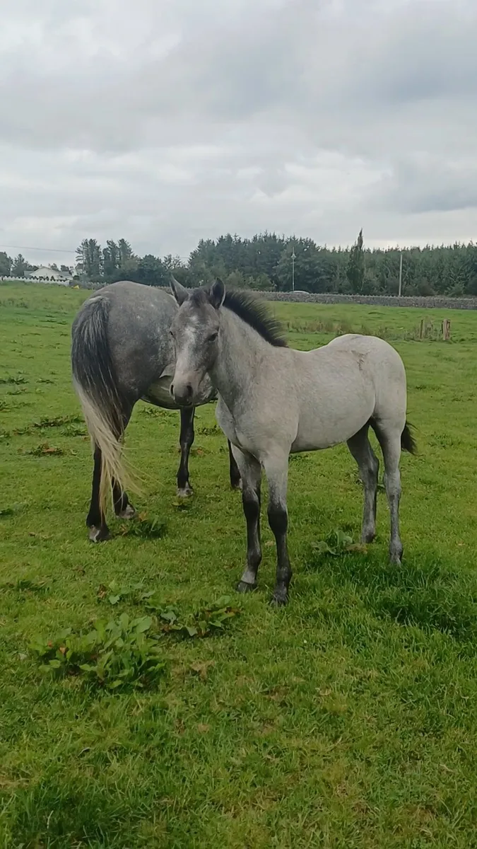 Colt by Tullaree Tomahawk - Image 1
