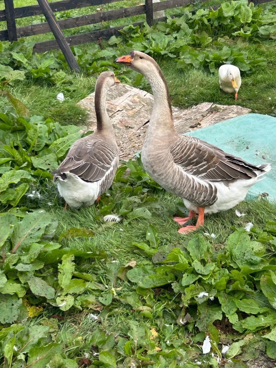 Geese - Chinese crosses - Image 4