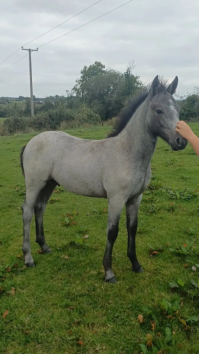 Colt by Tullaree Tomahawk - Image 3