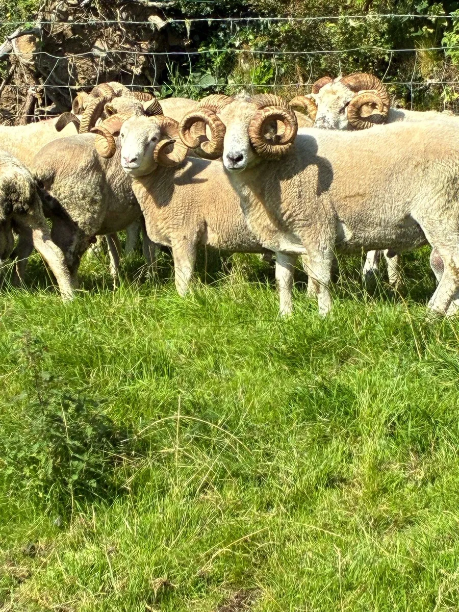 Dorset teaser rams - Image 1