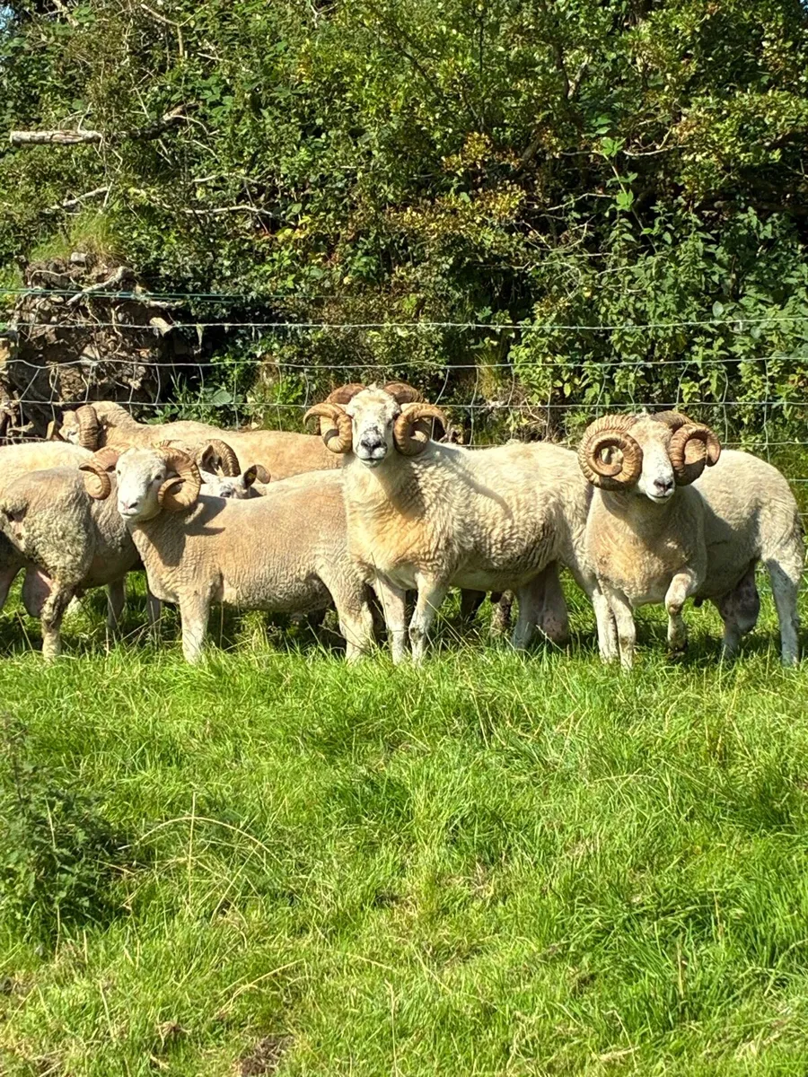 Dorset teaser rams - Image 2