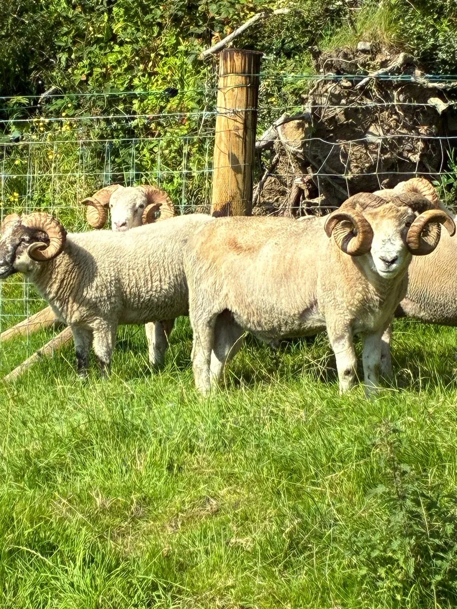 Dorset teaser rams - Image 3