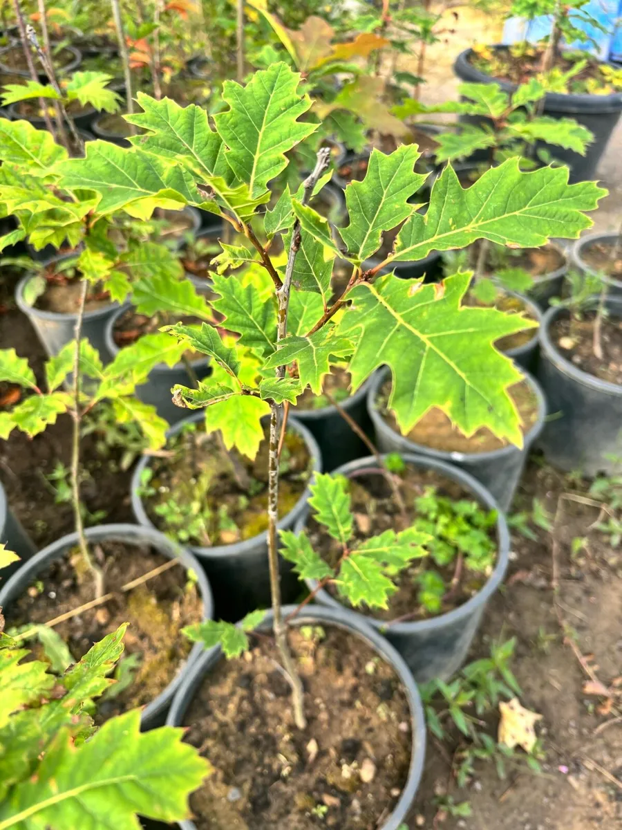 Oak, Holly, Red Rowan, Cherry, Scots Pine 🌲🪴 - Image 1