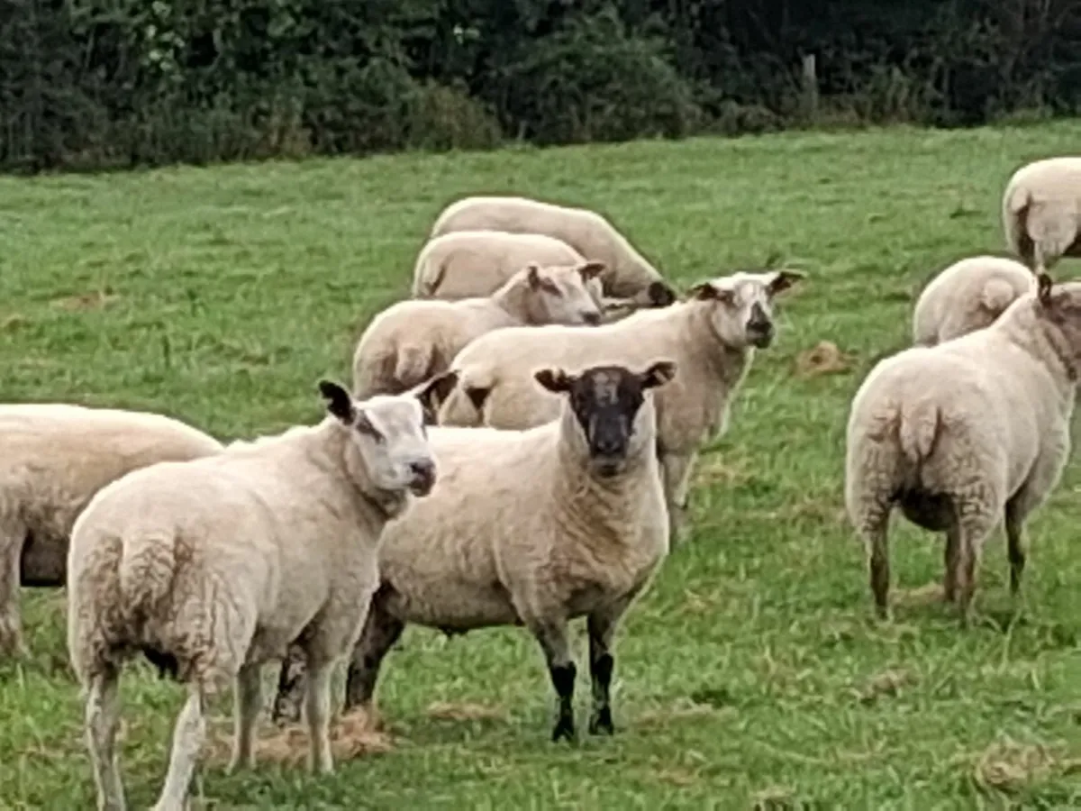 Sheep - Image 1