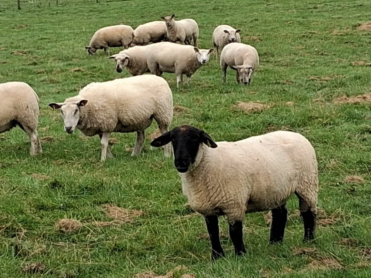 Sheep - Image 2