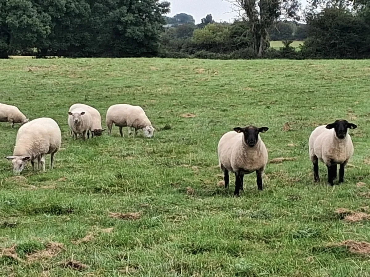 Sheep - Image 4