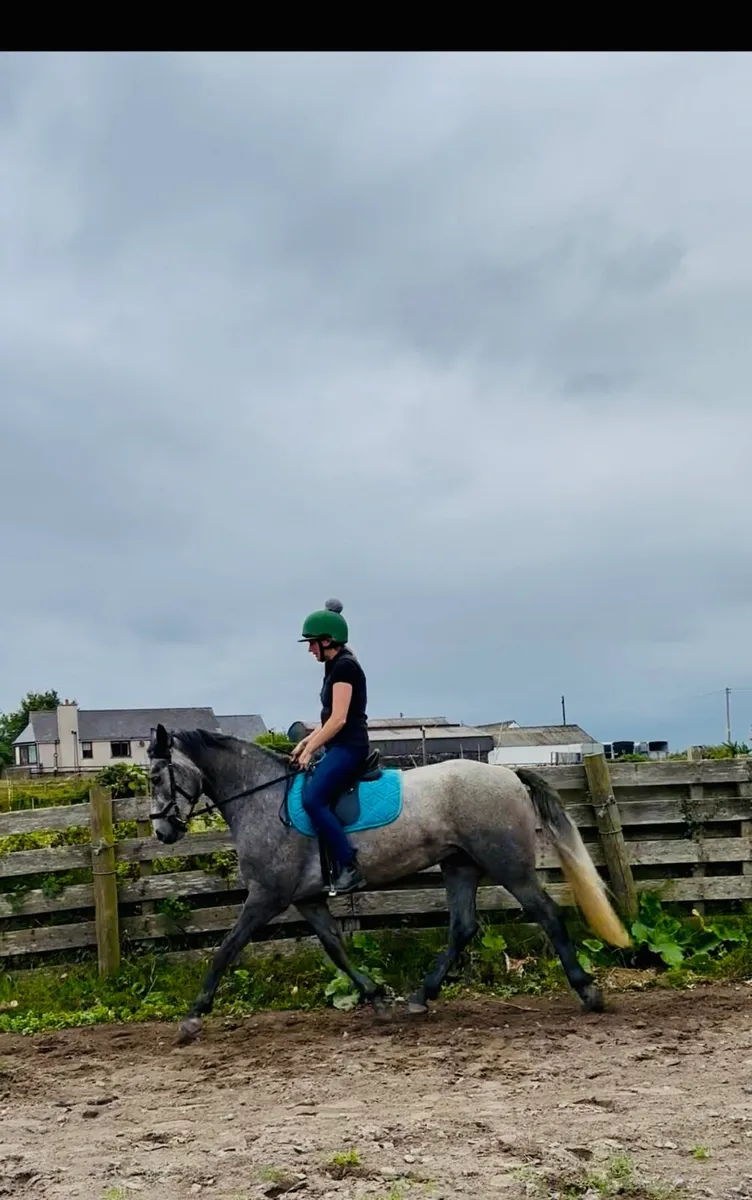 148 cm Connemara mare - Image 2