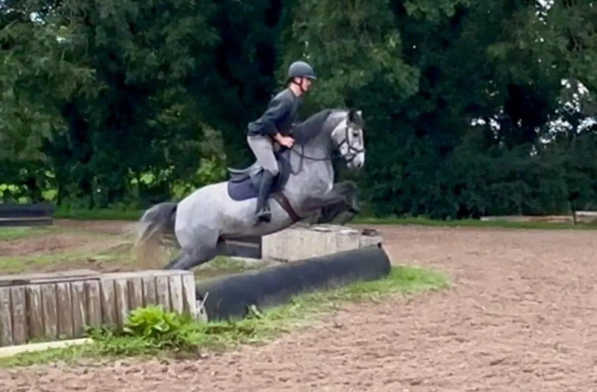 148 cm Connemara mare - Image 3