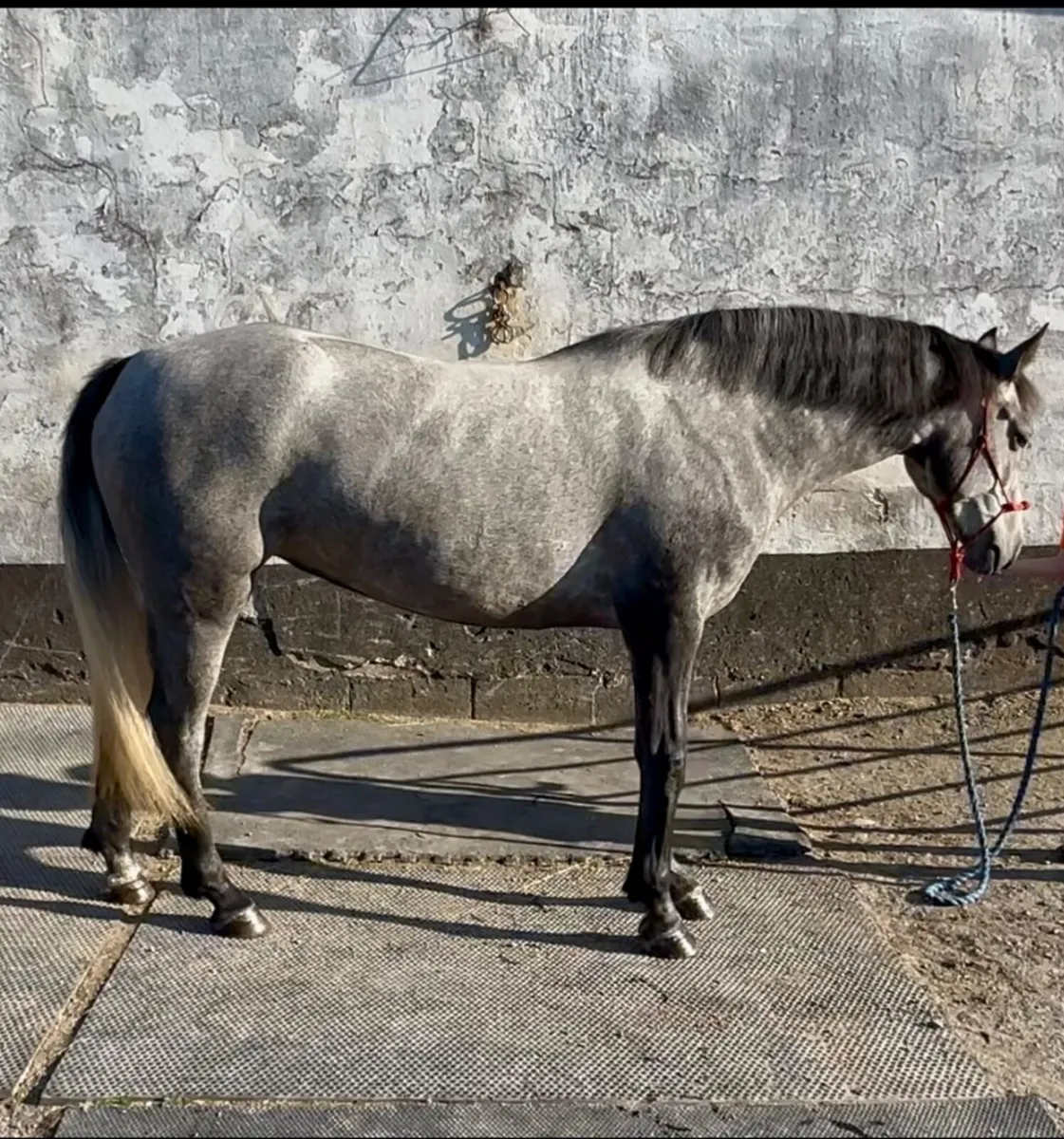 148 cm Connemara mare - Image 4