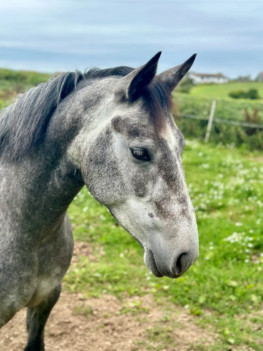 148 cm Connemara mare - Image 1