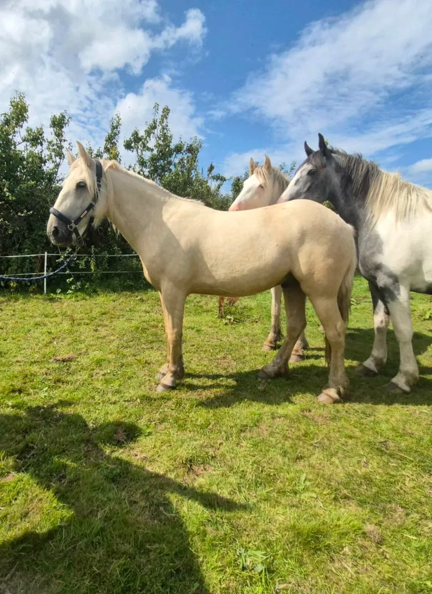 2 year old gelding