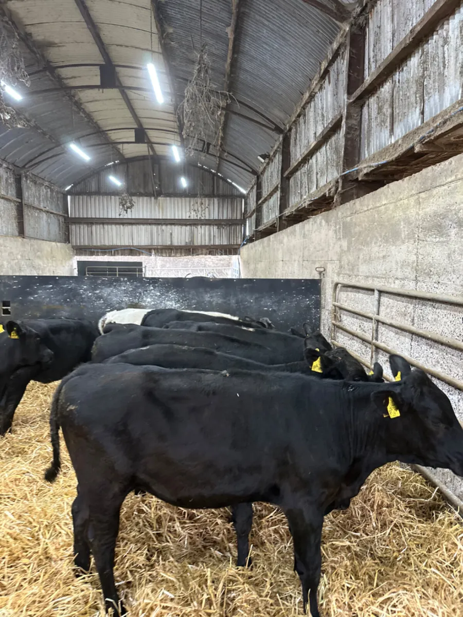 Angus and blue heifers - Image 4