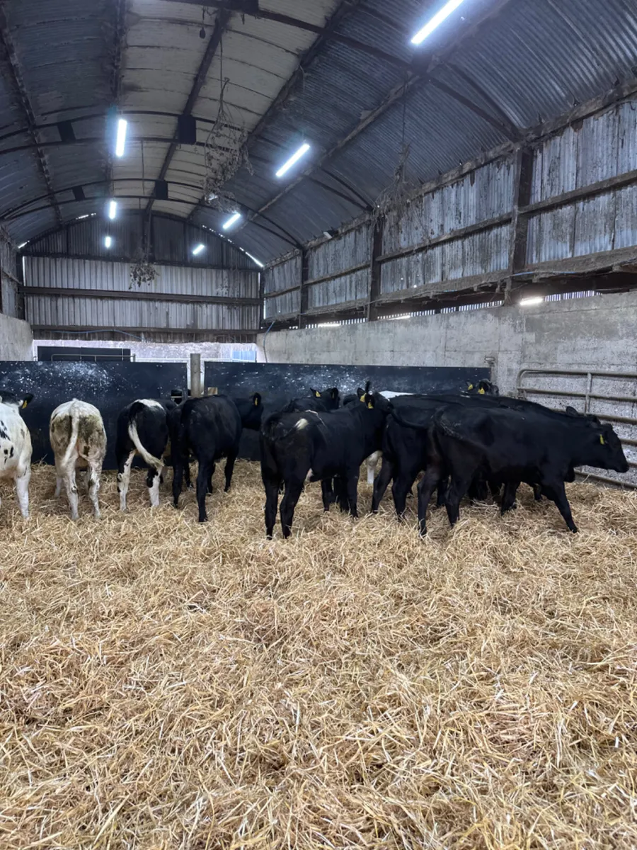 Angus and blue heifers - Image 1