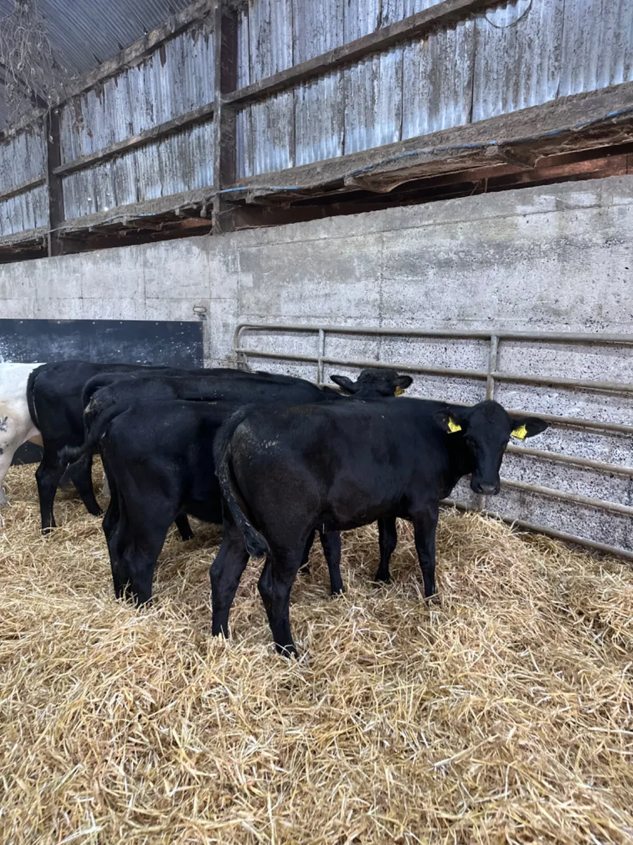 Angus and blue heifers - Image 3