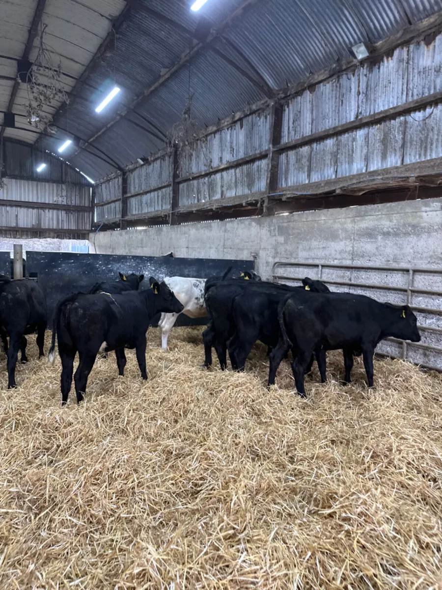 Angus and blue heifers - Image 2
