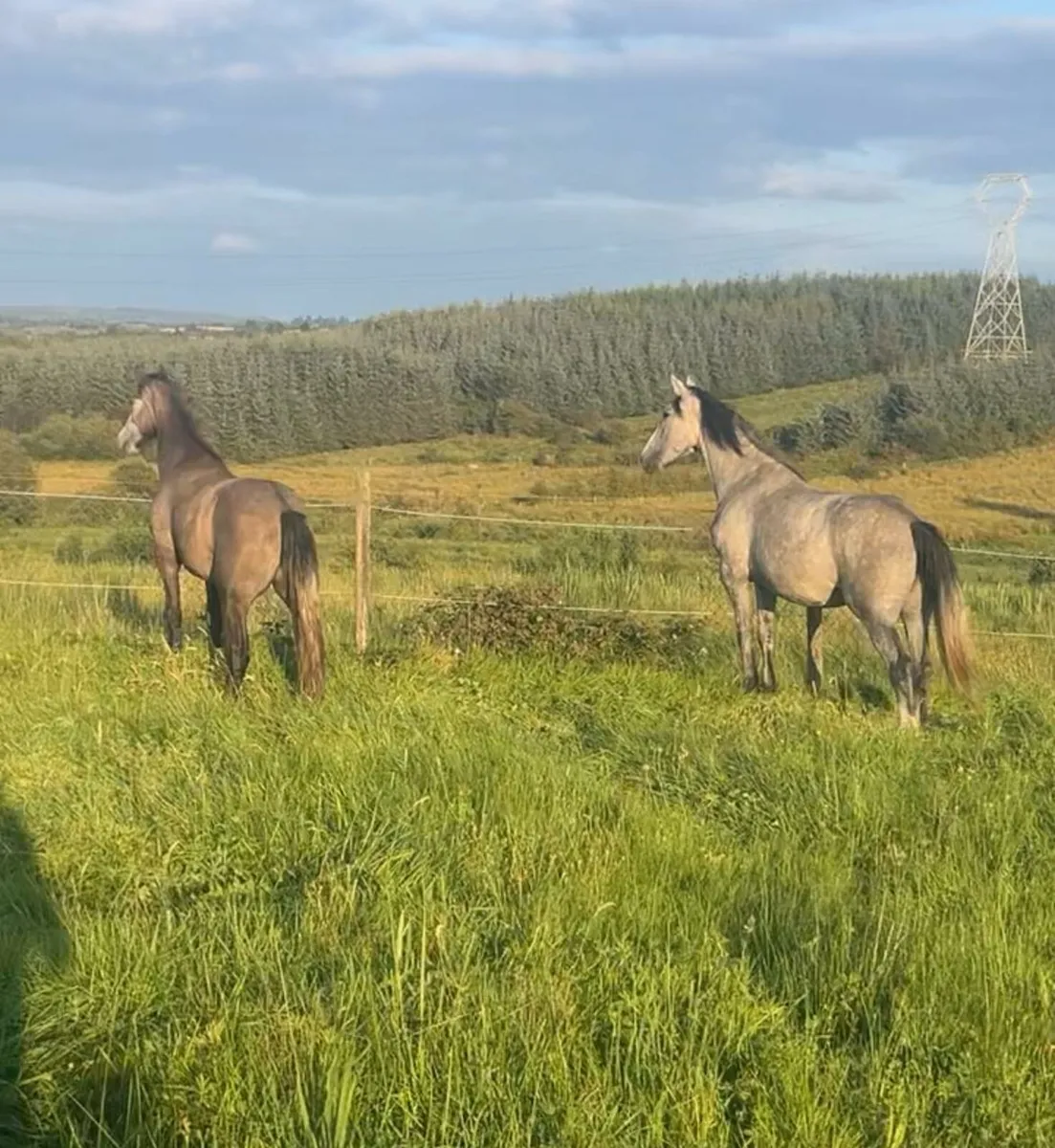 Horses for sale - Image 1