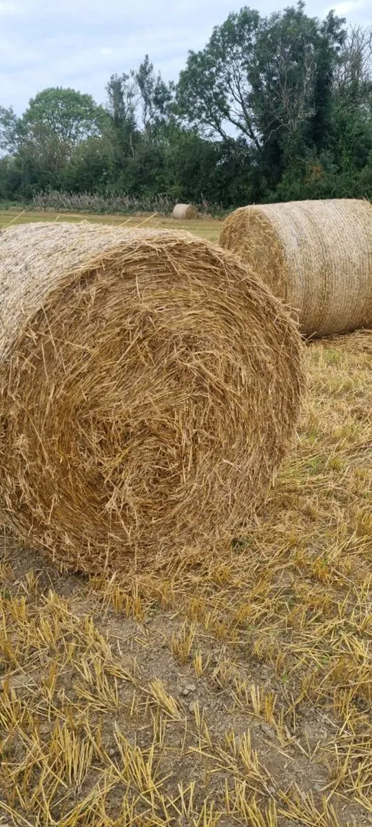 Barley straw - Image 1
