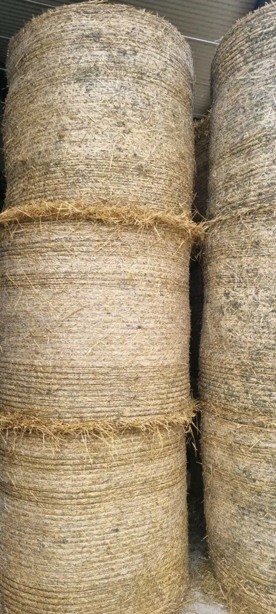 Barley straw - Image 2