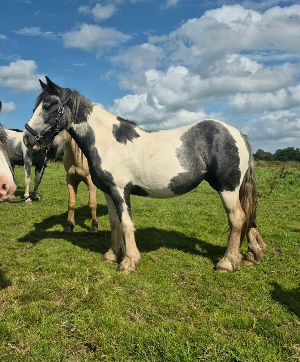 Stunning 2 year old filly - Image 1