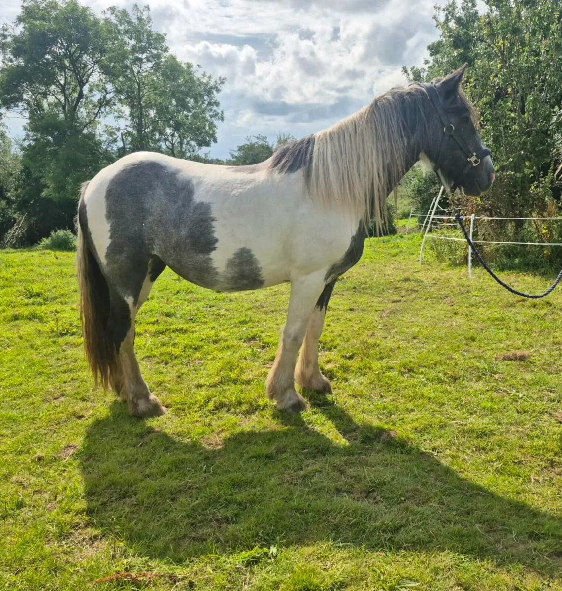 Stunning 2 year old filly - Image 2
