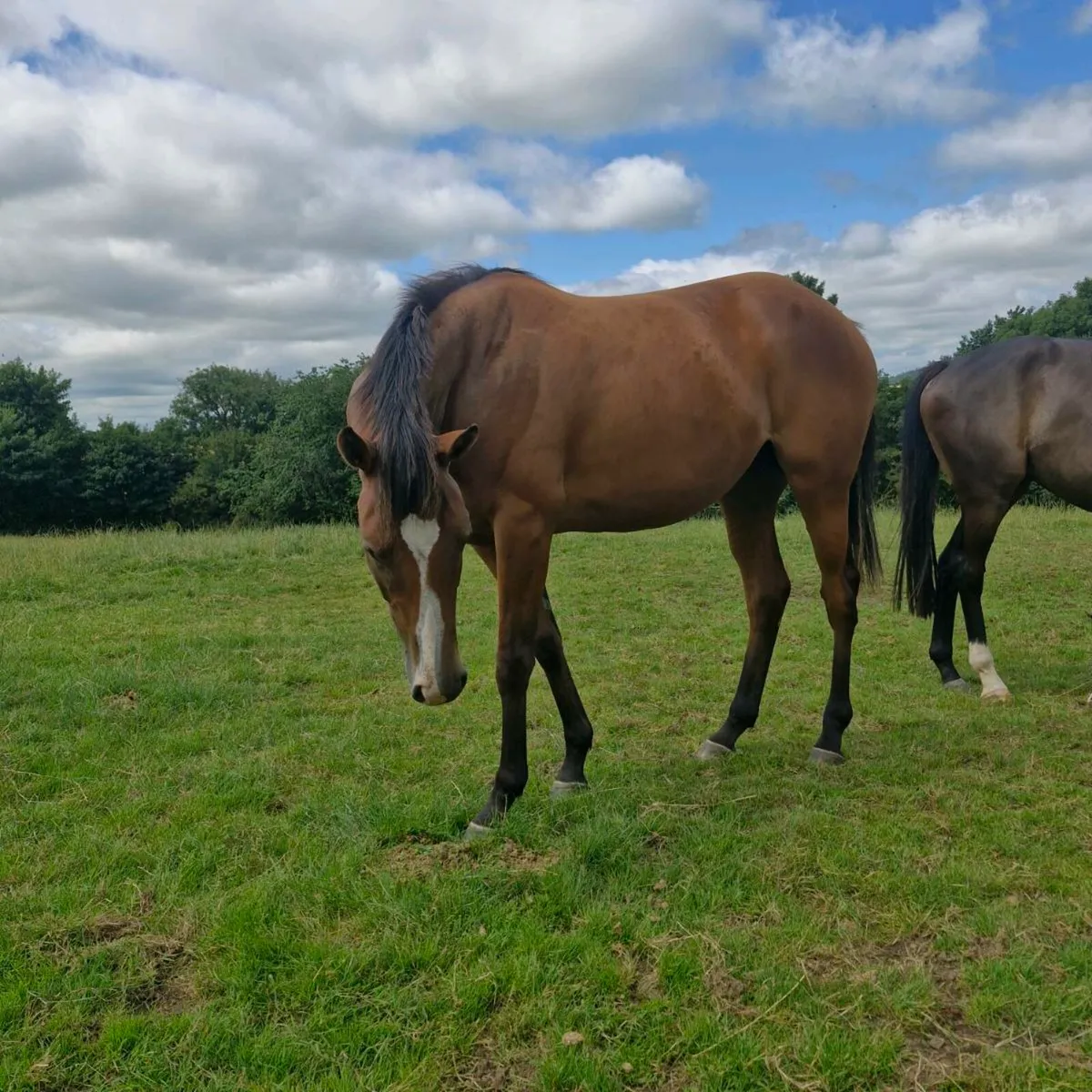 Jetaway filly - Image 1