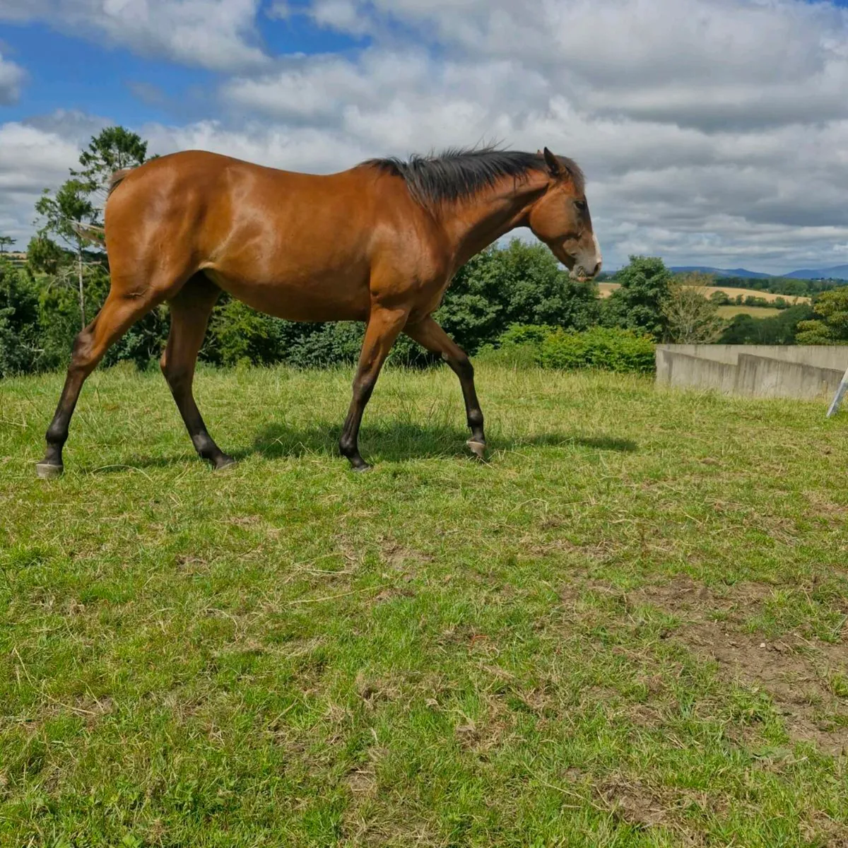 Jetaway filly - Image 3