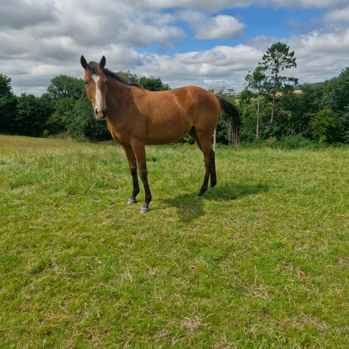 Jetaway filly - Image 4