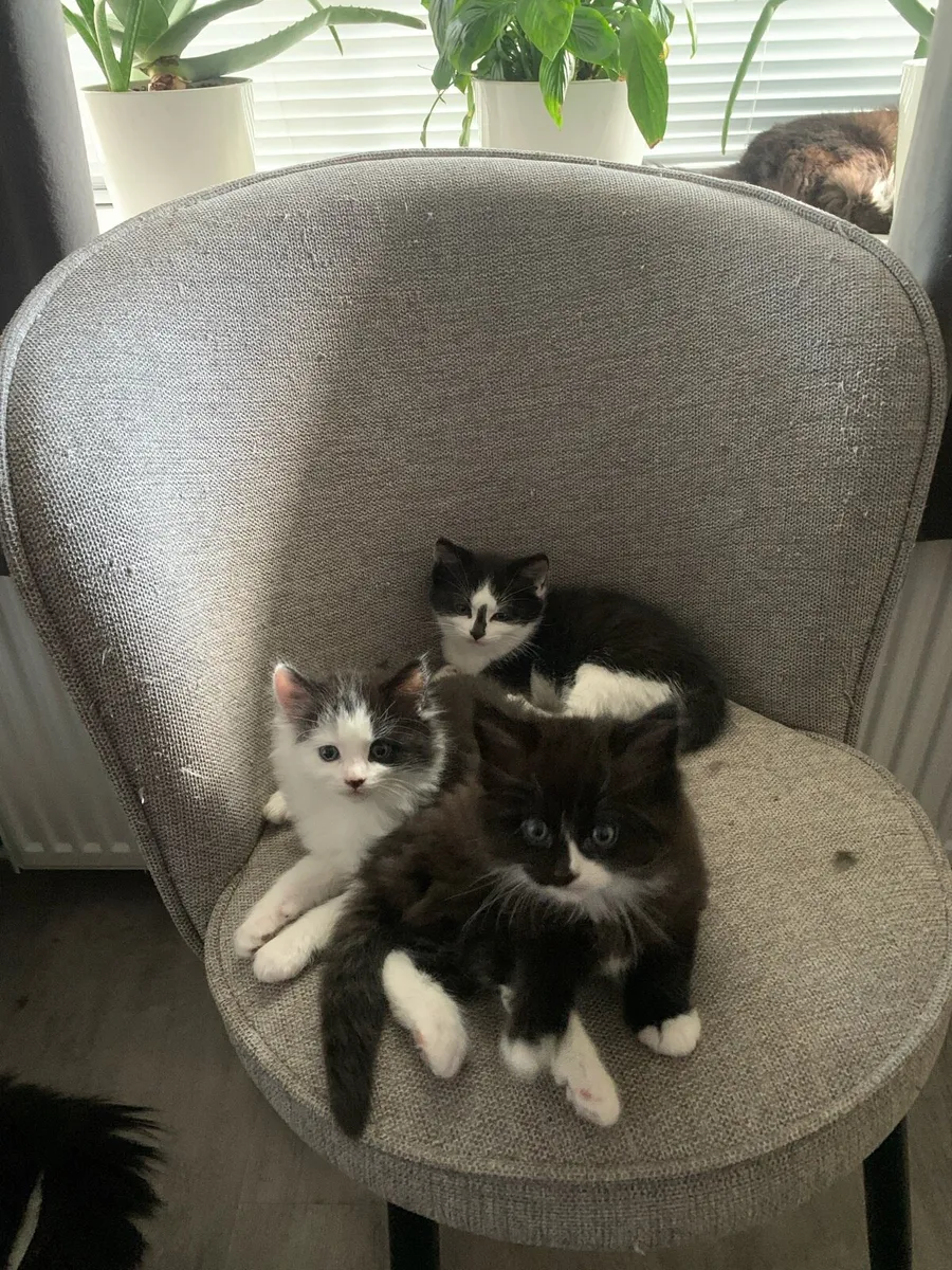 Kittens . Btitish Blue Black and British Longhair - Image 1