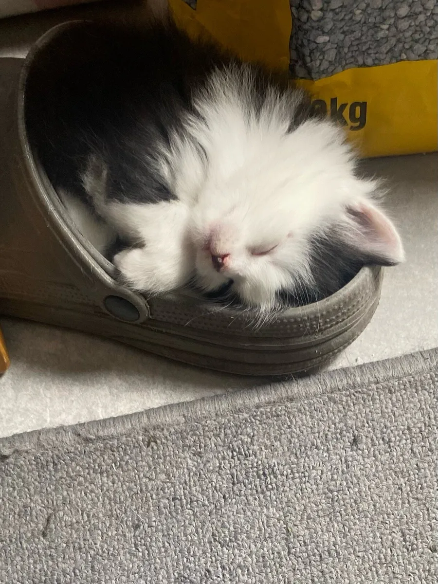 Kittens . Btitish Blue Black and British Longhair - Image 2