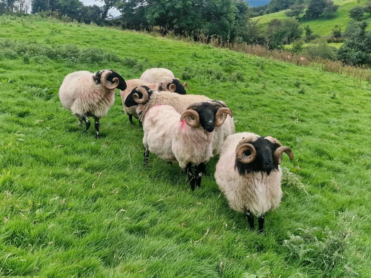 MAYO MOUNTAIN HOGGETS - Image 2