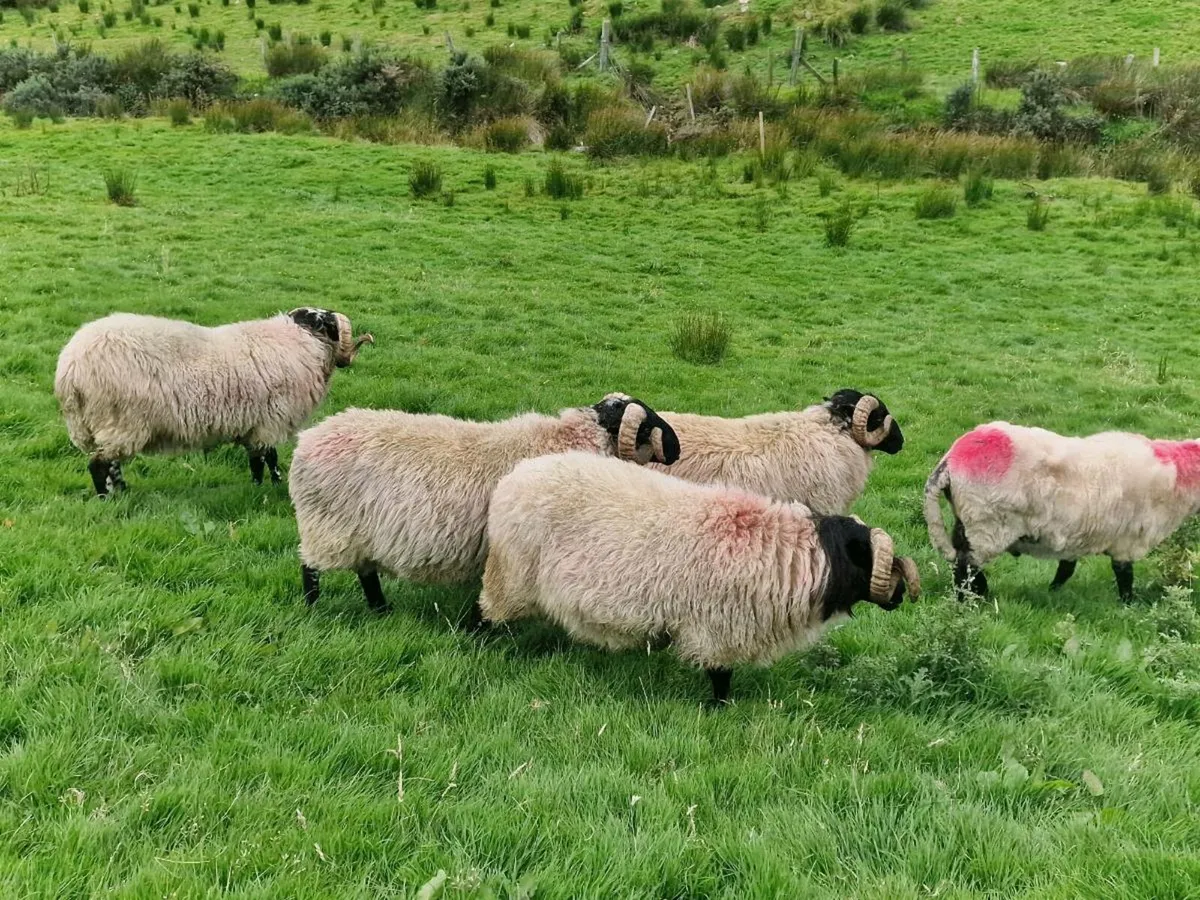 MAYO MOUNTAIN HOGGETS - Image 3