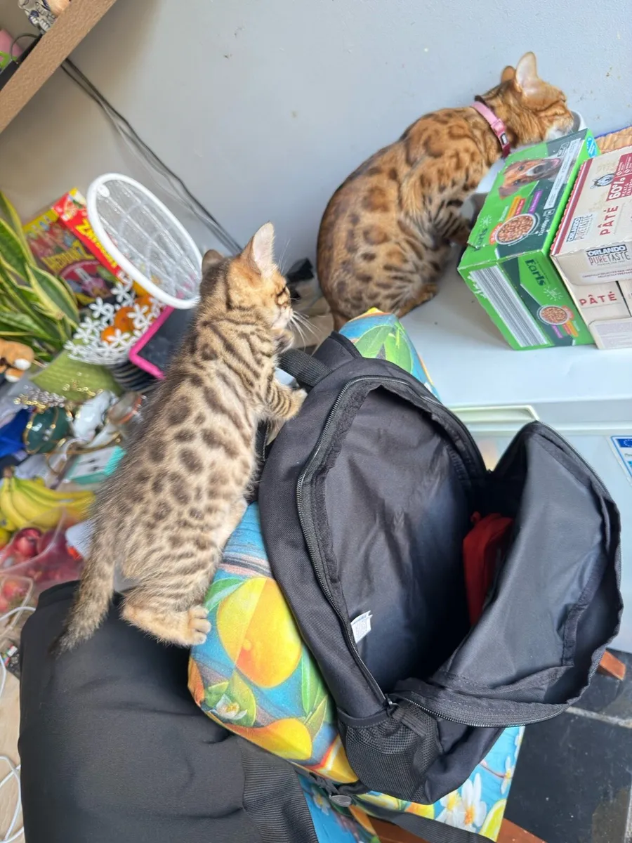 Mix Bengal Kittens - Image 2