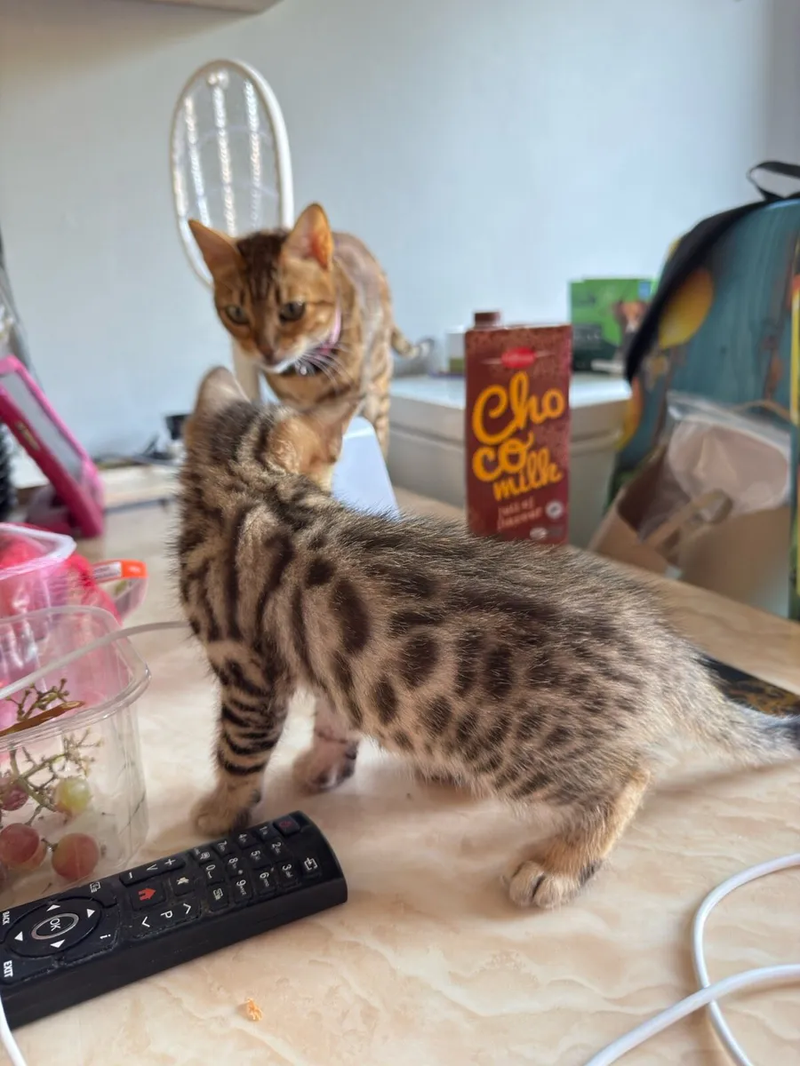 Mix Bengal Kittens - Image 3