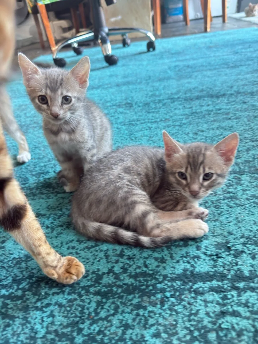 Mix Bengal Kittens - Image 4