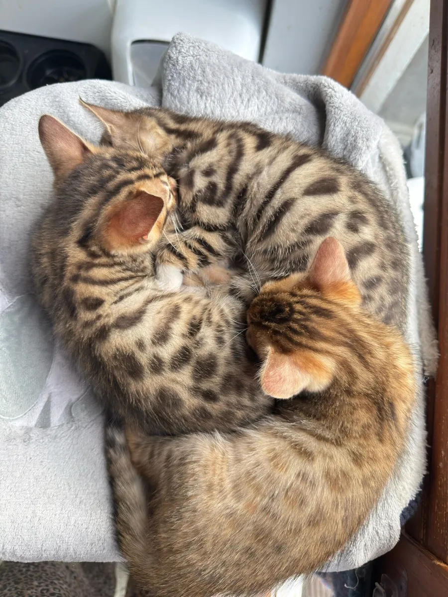 Mix Bengal Kittens - Image 3