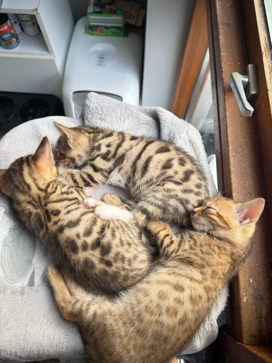 Mix Bengal Kittens - Image 4