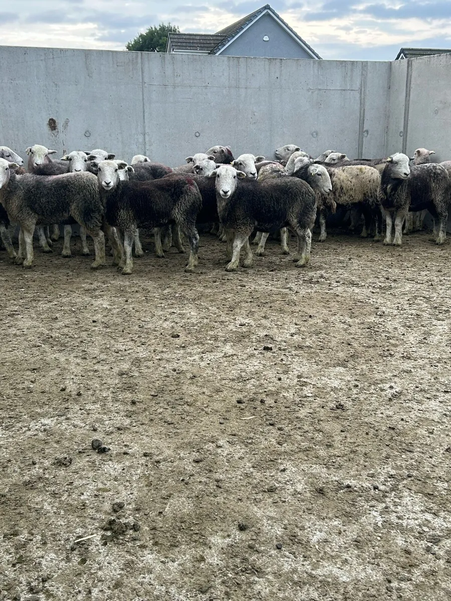 Herdwick Hoggets - Image 1