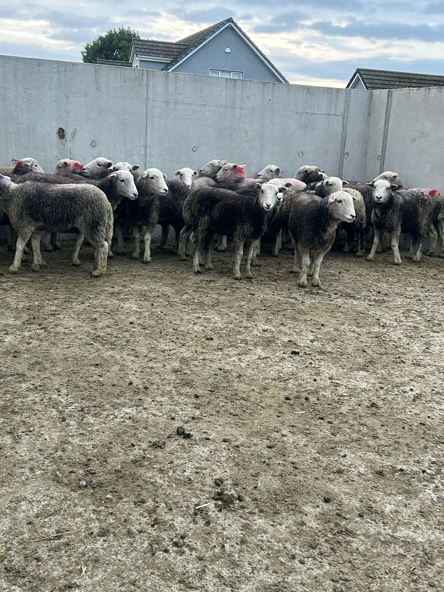 Herdwick Hoggets - Image 2