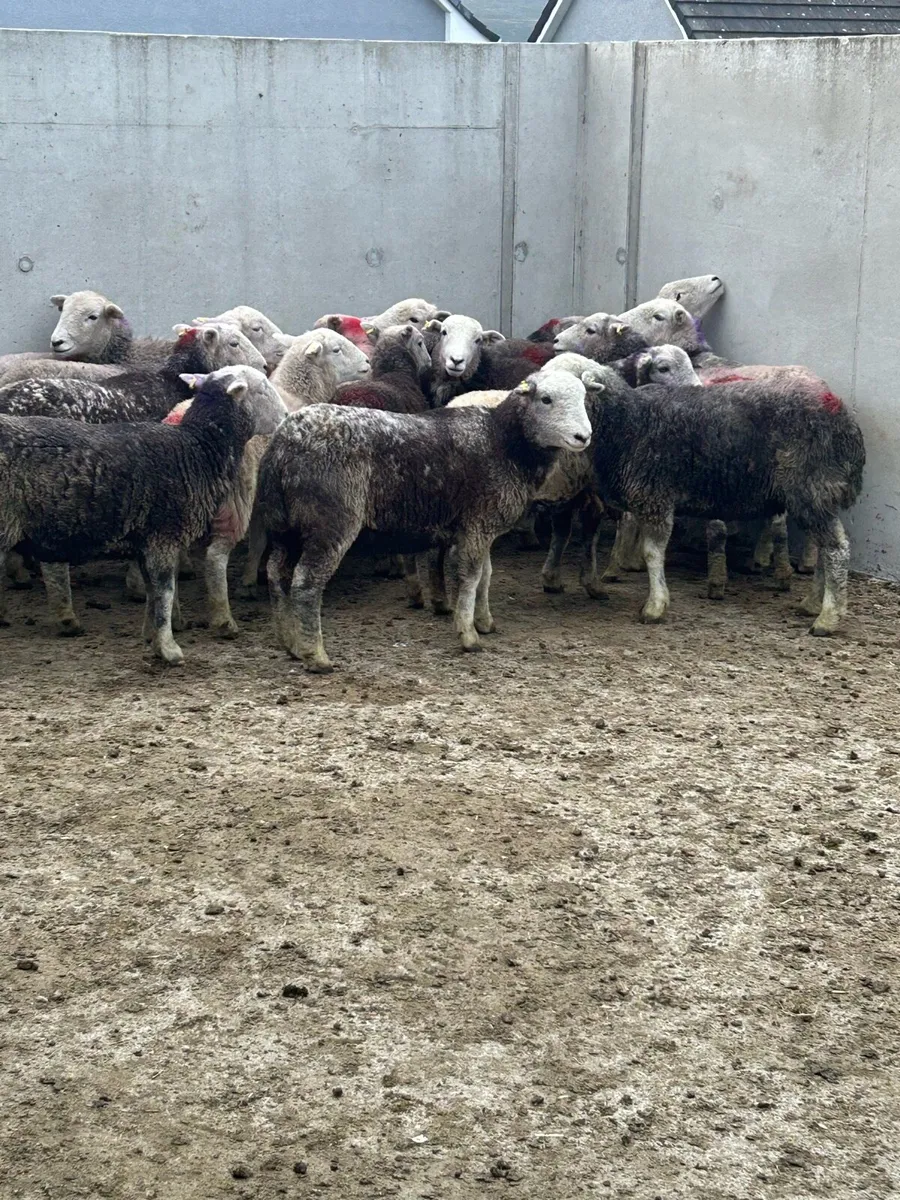 Herdwick Hoggets - Image 3