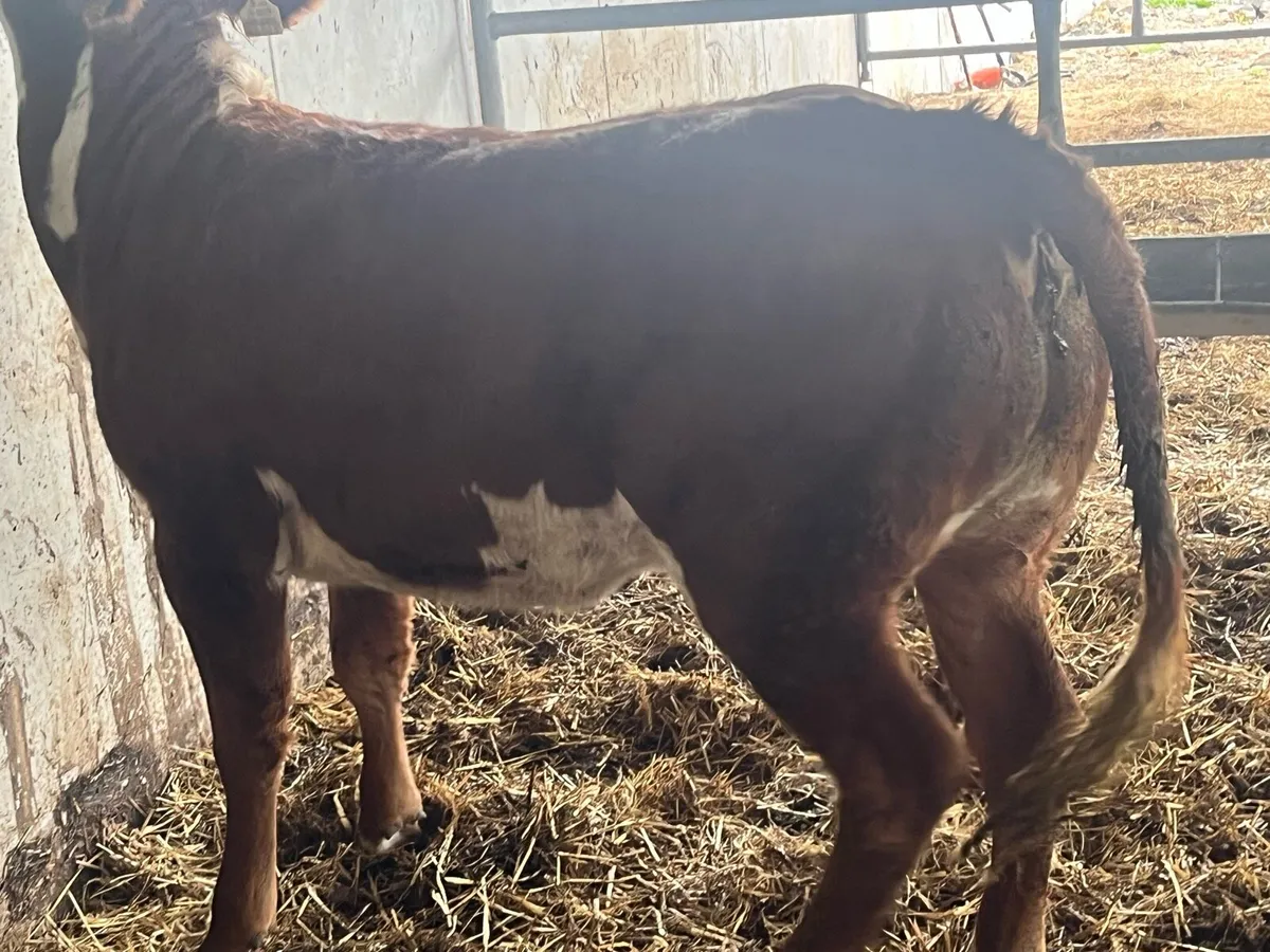 🔥🔥SUPER BREEDING HEIFER 🔥🔥 - Image 1