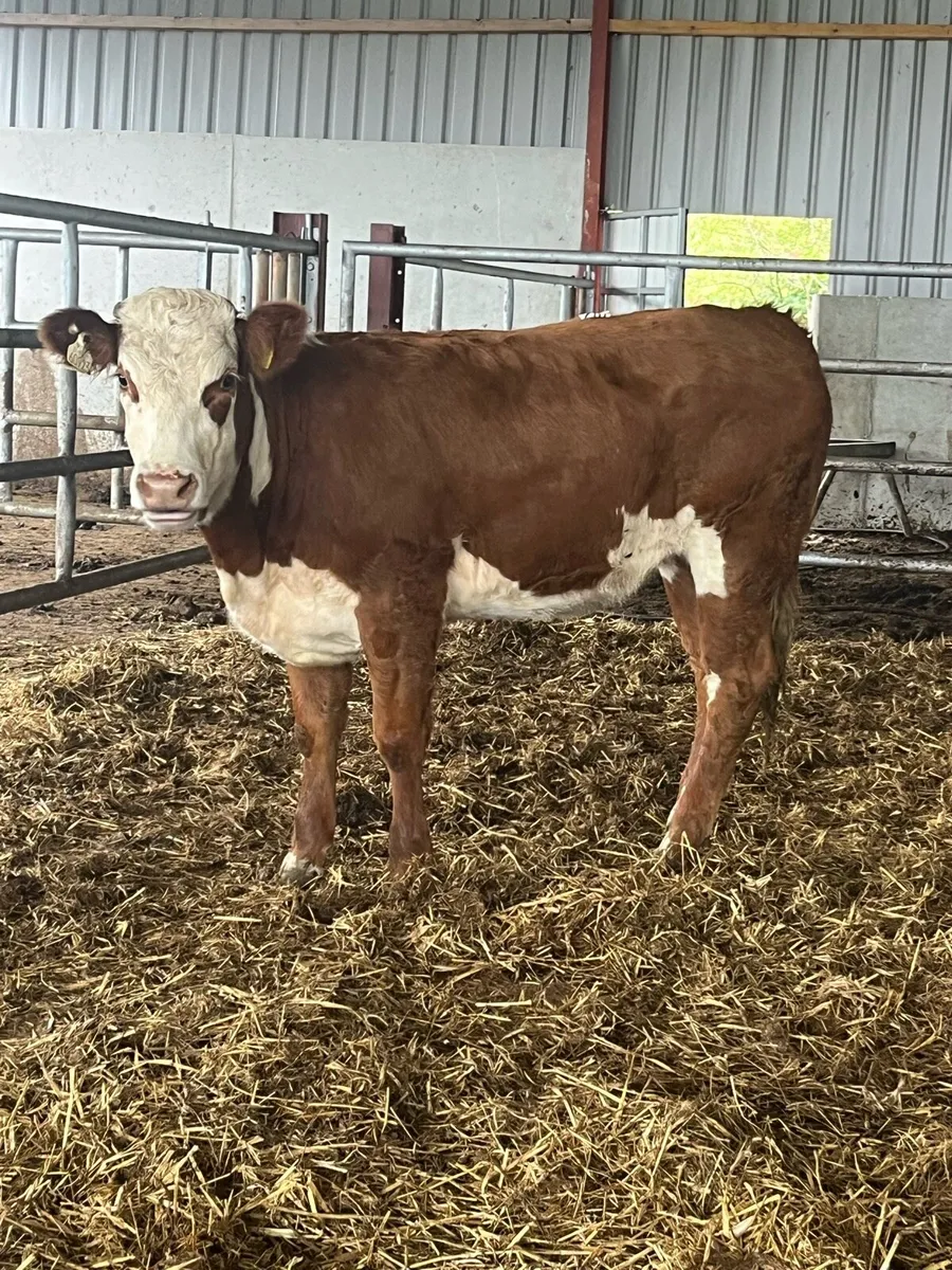 🔥🔥SUPER BREEDING HEIFER 🔥🔥 - Image 3