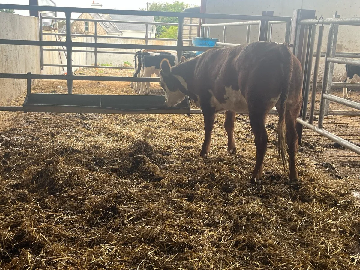 🔥🔥SUPER BREEDING HEIFER 🔥🔥 - Image 4