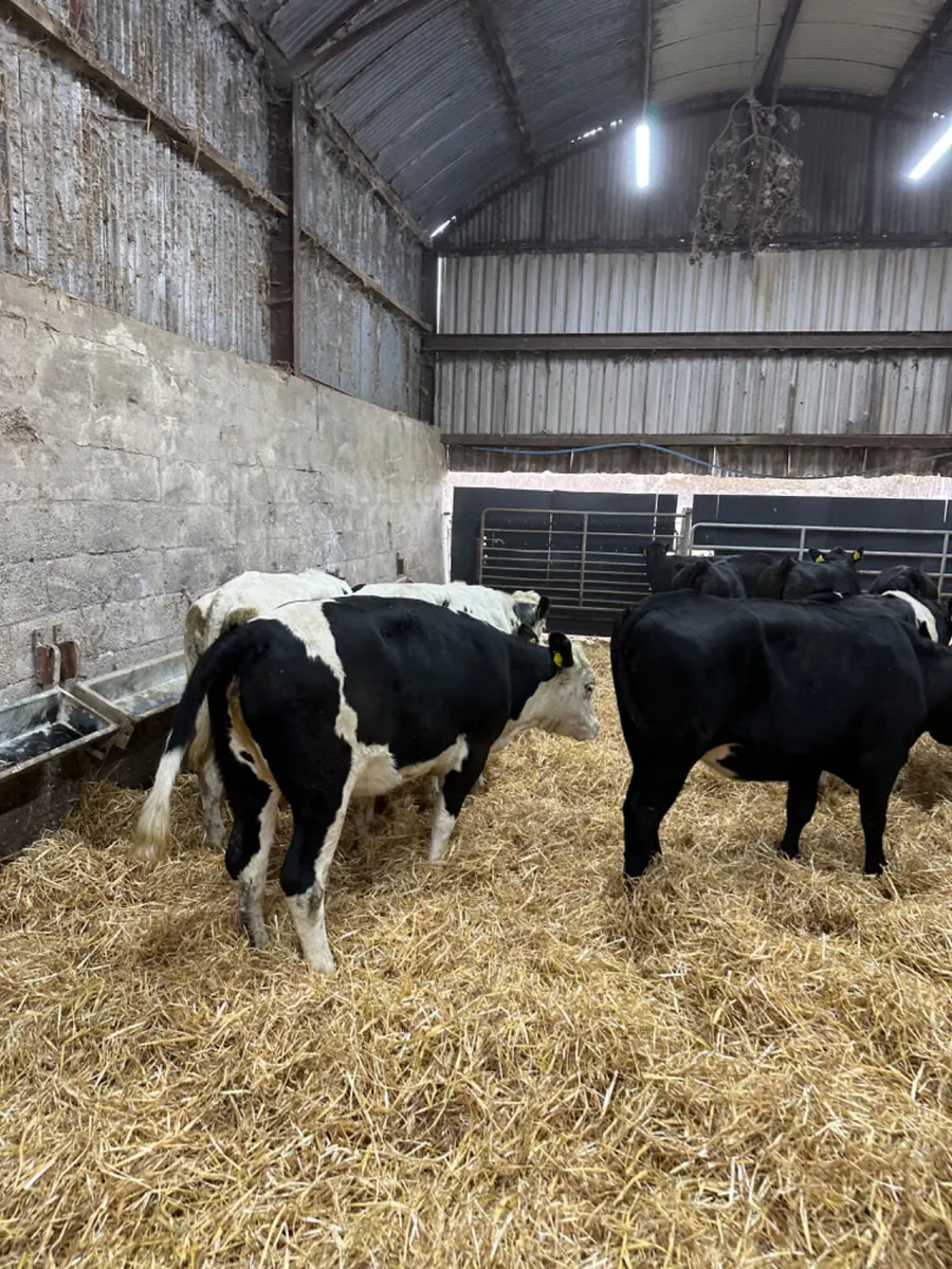 Heifers - Image 2