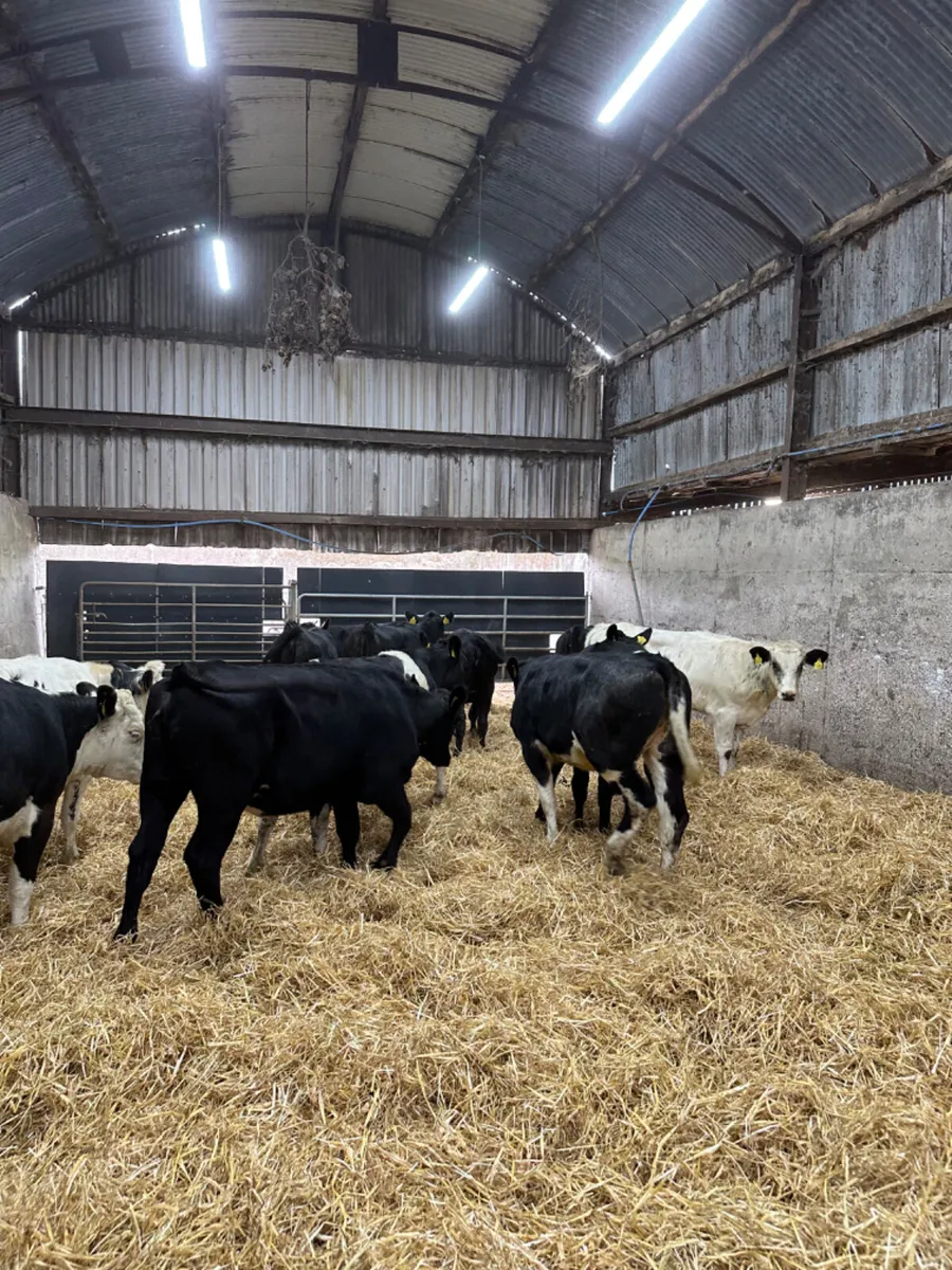 Heifers - Image 1